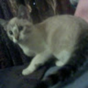 Meet your Posher, Leslie